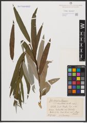 Salix burjatica Nasarow